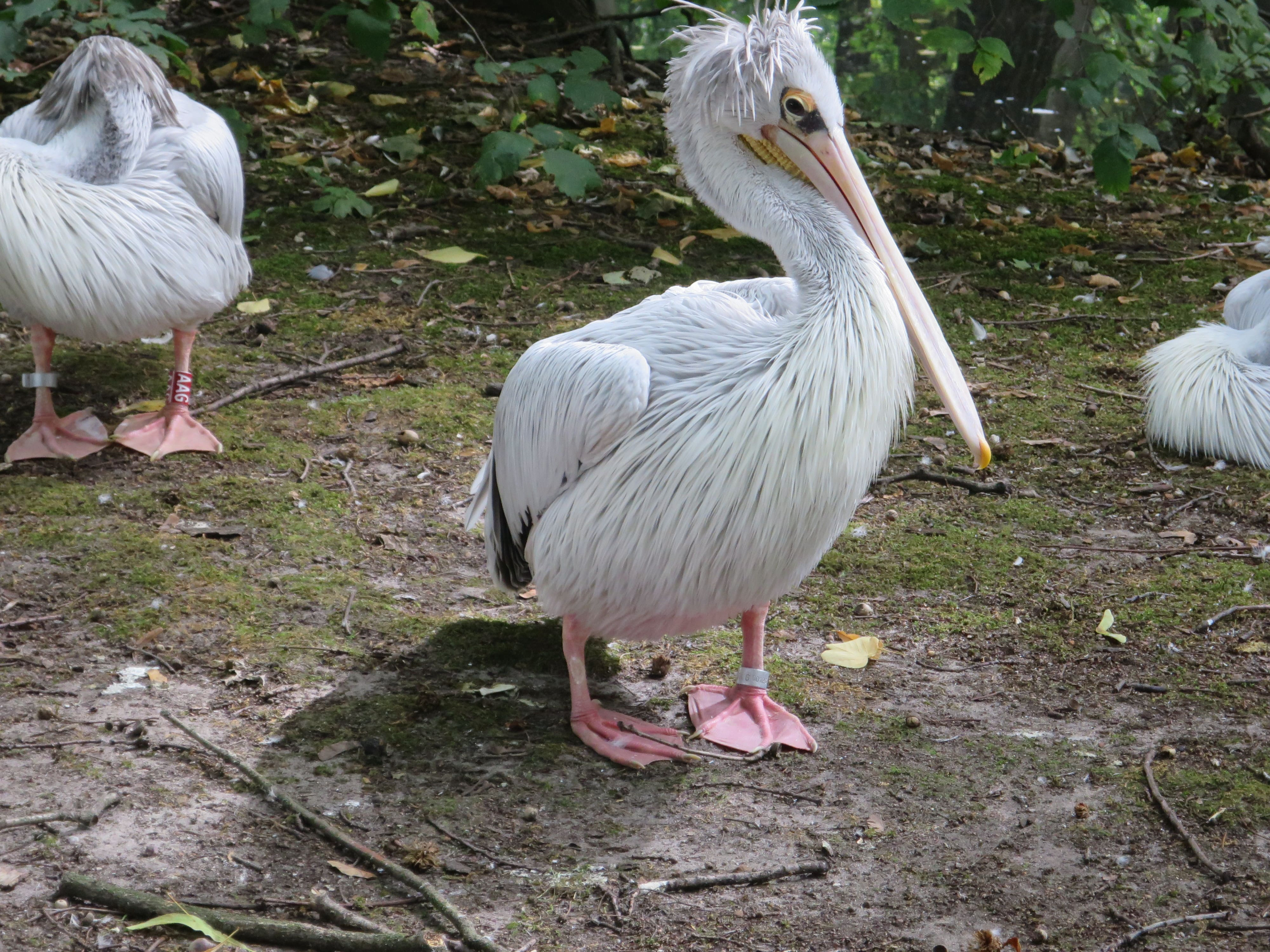 Tierpark Zoo  15